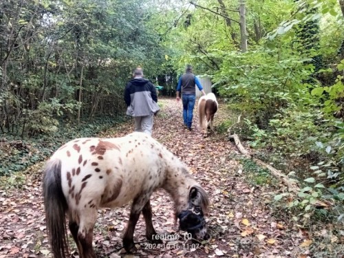 escursione con pony